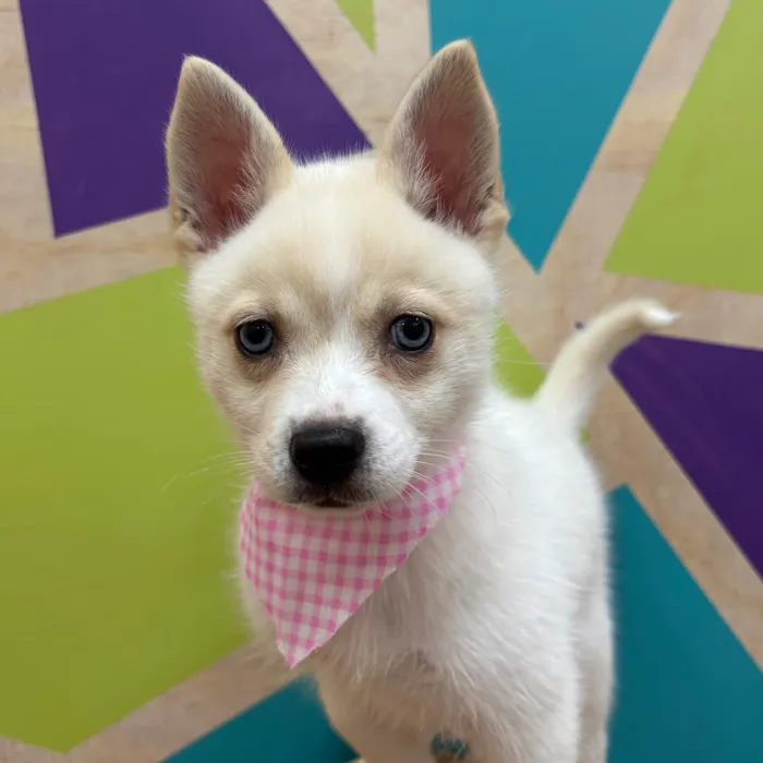 Female Alaskan Klee Kai puppy named Glamour for sale at Petland Wichita West.