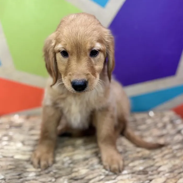Female Golden Retriever Puppy for Sale in Rogers, AR