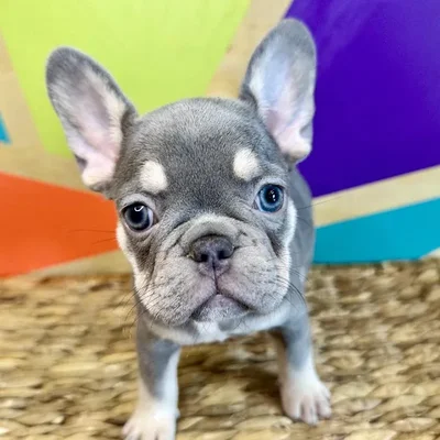 Female French Bulldog Puppy for Sale in Rogers, AR