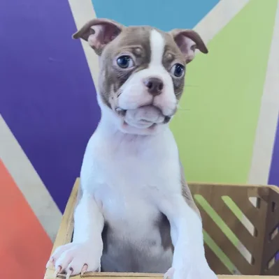 Male Boston Terrier Puppy for Sale in Fayetteville, AR