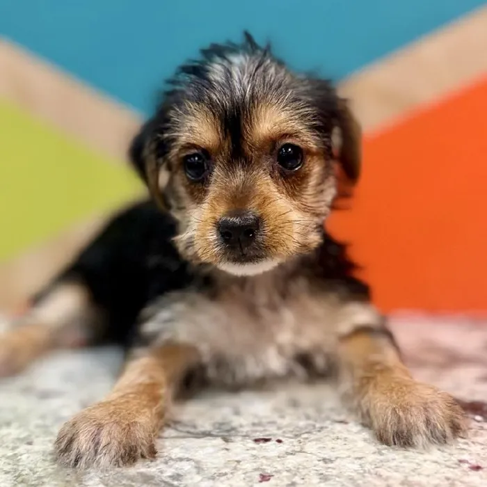 Female Yorkie Puppy for Sale in Joplin, MO