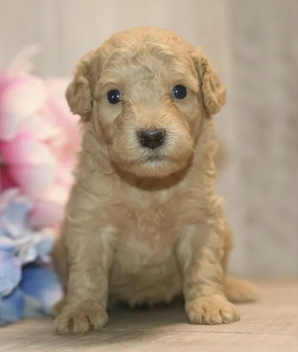 Male Poodle puppy for sale at Petland Wichita West.