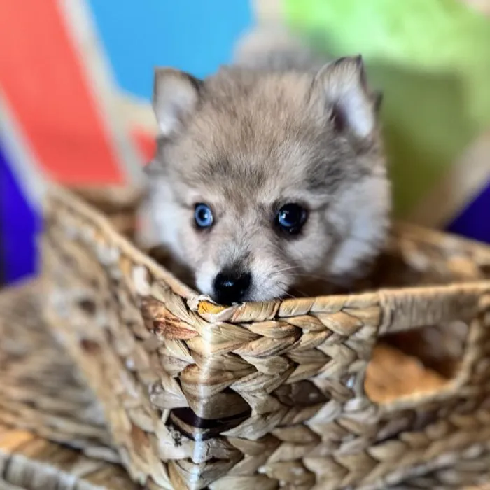 Male Pomsky Puppy for Sale in Joplin, MO