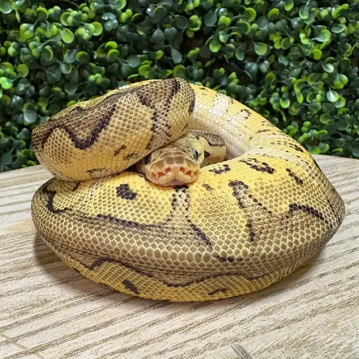 Male Ball Python reptile for sale at Petland Joplin.