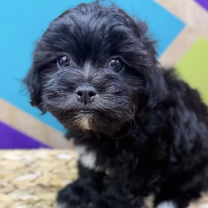 Male Teddy Bear Puppy for Sale in Joplin, MO