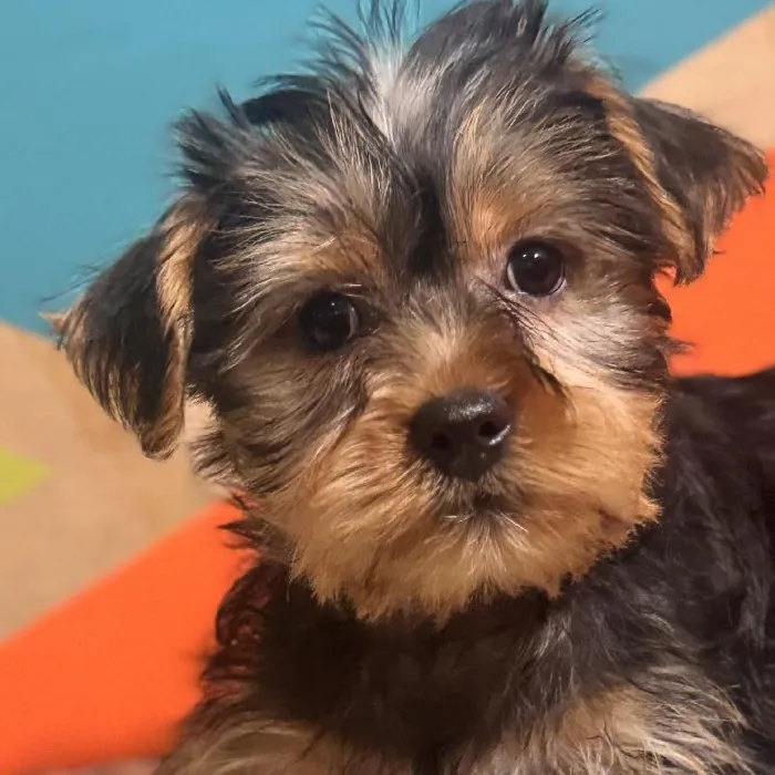 Male Yorkie Puppy for Sale in Rogers, AR
