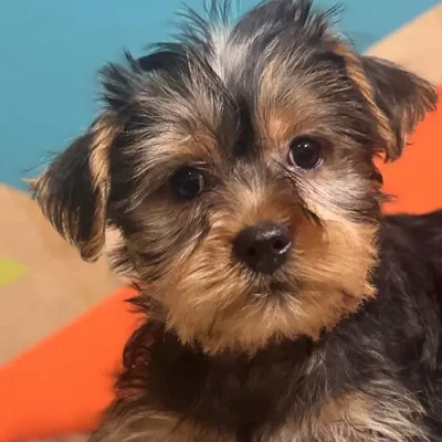 Male Yorkie Puppy for Sale in Rogers, AR