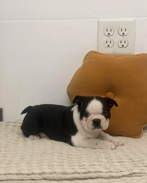 Male Boston Terrier puppy named Louis for sale at Petland Rogers.