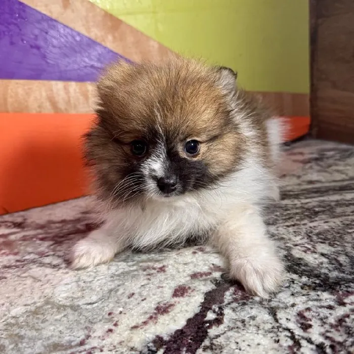 Female Pomeranian puppy named Anna for sale at Petland Rogers.