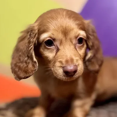 Female Mini Dachshund Puppy for Sale in Joplin, MO