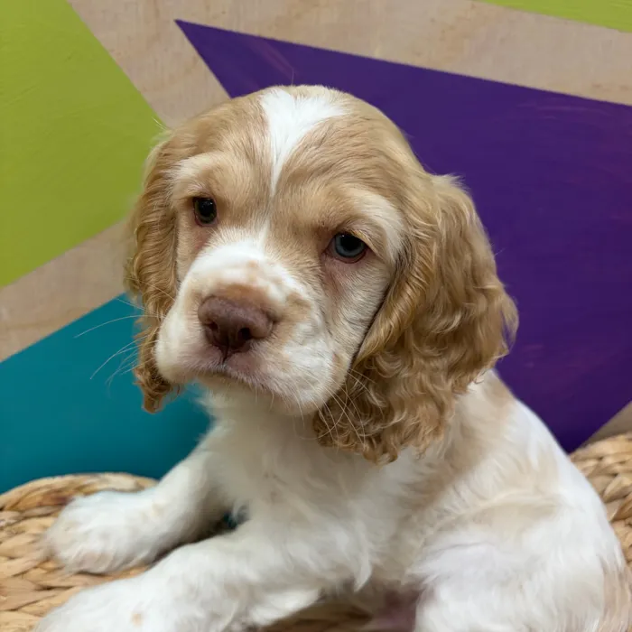 Male Cocker Spaniel puppy named Charlie for sale at Petland Wichita West.
