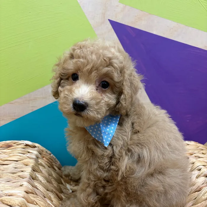 Male Mini Poodle puppy named Cirrus for sale at Petland Wichita West.