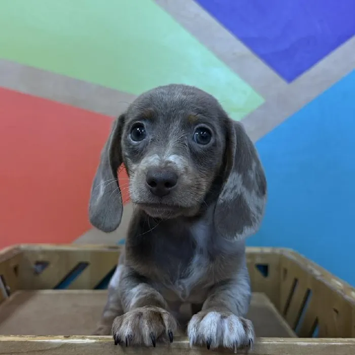 Male Dachshund puppy named J J for sale at Petland Rogers.