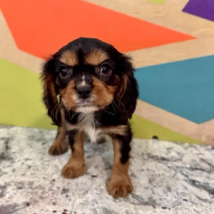 Male Cavalier King Charles Spaniel Puppy for Sale in Joplin, MO
