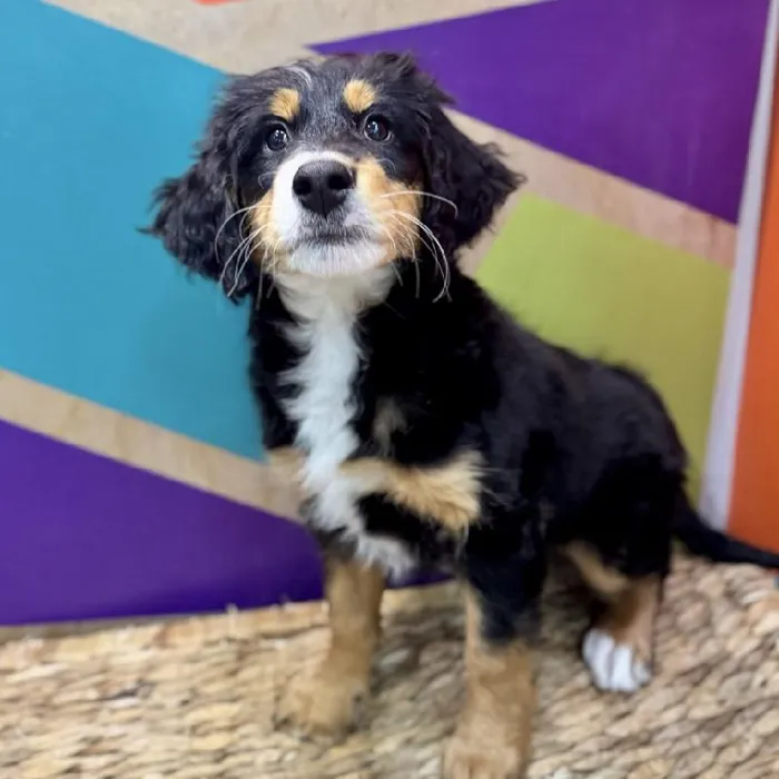 Female Mini Bernedoodle Puppy for Sale in Rogers, AR