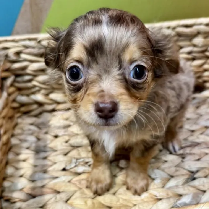 Male Chihuahua Puppy for Sale in Rogers, AR