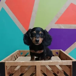 car_main_img_/media/ap_media/pets/TZUFMFRAZDYH106742.webp.250x250_q85.webp