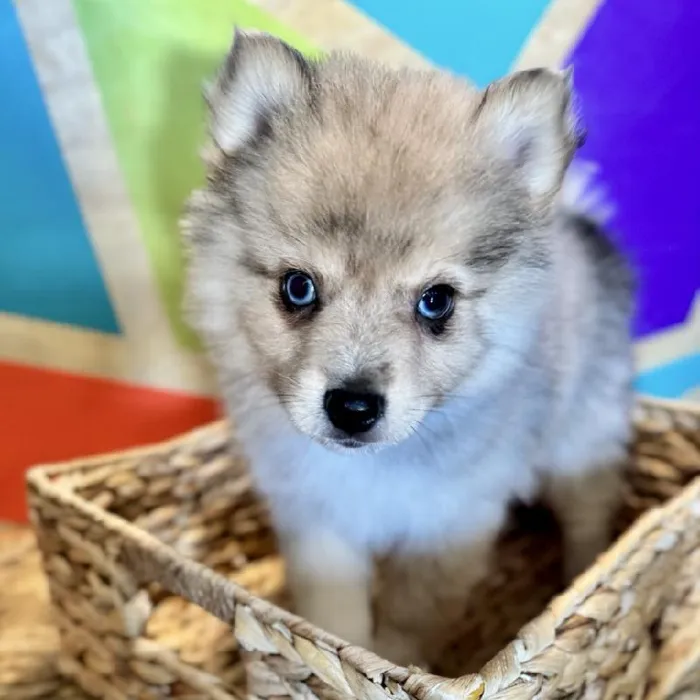 Male Pomsky Puppy for Sale in Joplin, MO