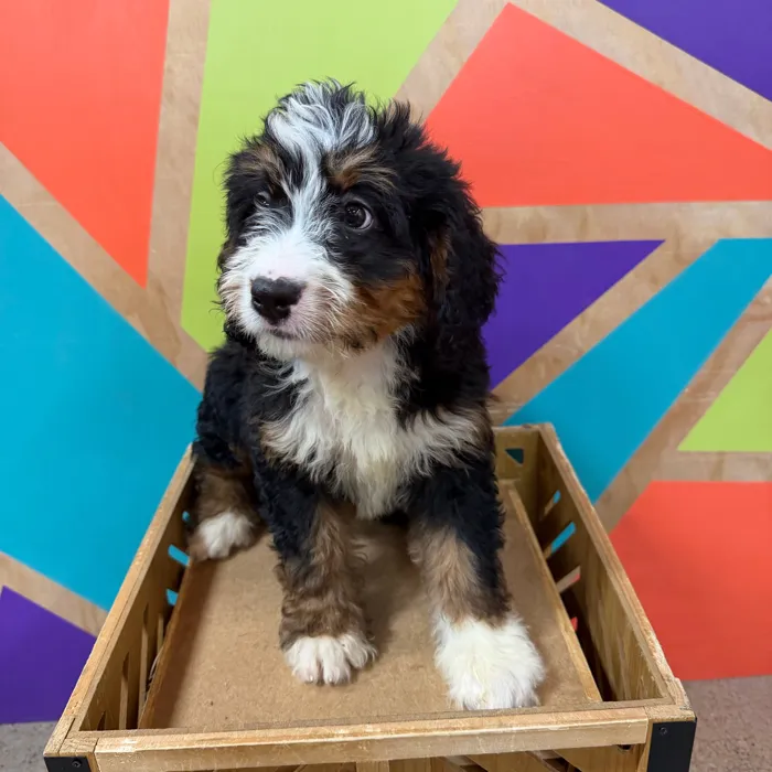 Female Mini Bernedoodle puppy named Beyonce for sale at Petland Joplin.