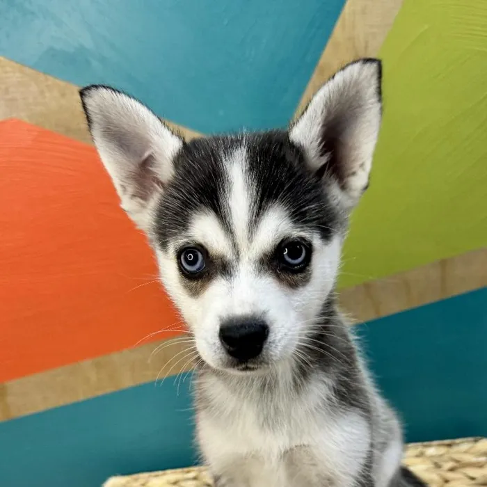 Female Alaskan Klee Kai Puppy for Sale in Rogers, AR
