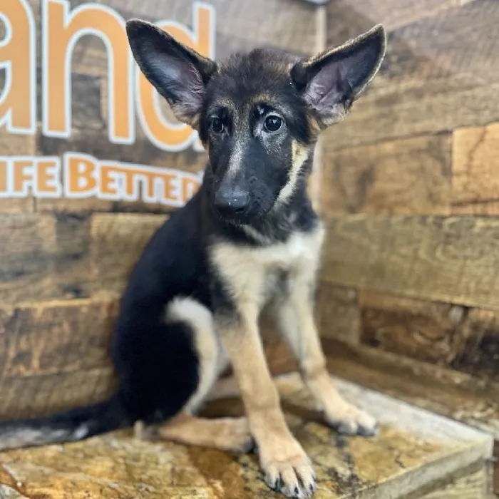 Female German Shepherd Puppy for Sale in Joplin, MO
