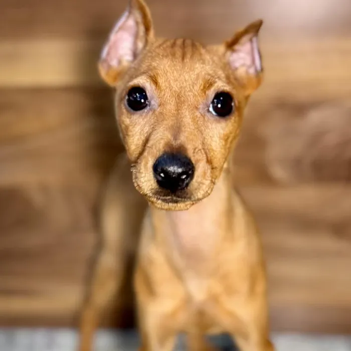 Female Min Pin puppy named Minnie for sale at Petland Rogers.