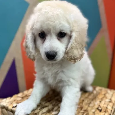 Male F1B CockaPoo Puppy for Sale in Rogers, AR