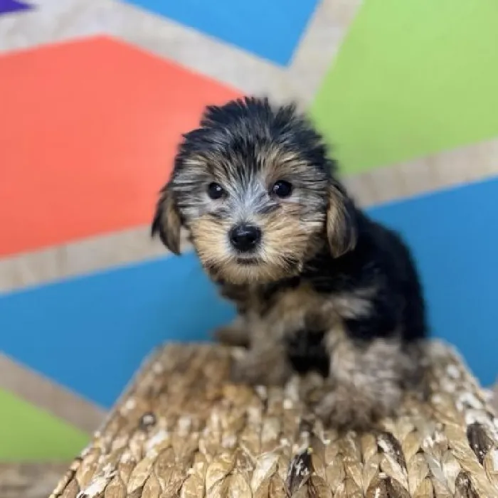 Male Yorkie Puppy for Sale in Rogers, AR