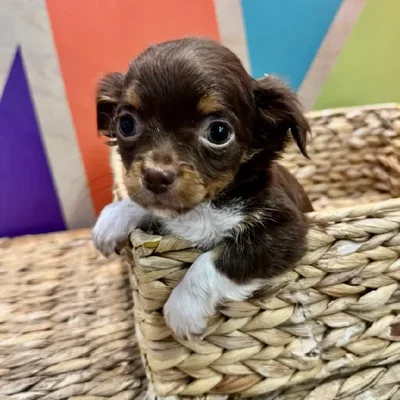 Male Chihuahua Puppy for Sale in Rogers, AR