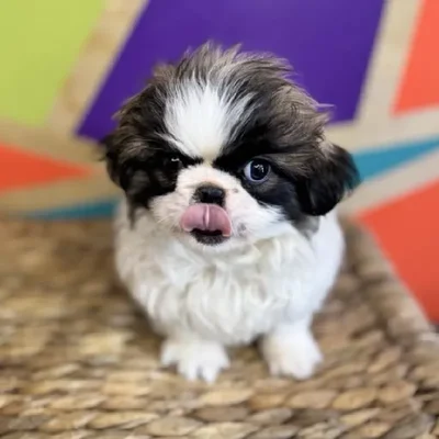 Female Pekingese Puppy for Sale in Rogers, AR