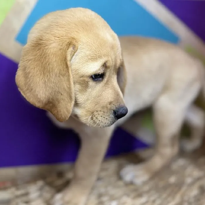 Female Labrador Retriever Puppy for Sale in Rogers, AR