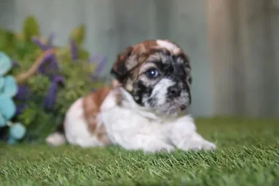 Female Teddy Bear puppy for sale at Petland Wichita West.