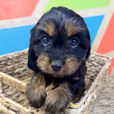 Female Cavapoo Puppy for Sale in Rogers, AR