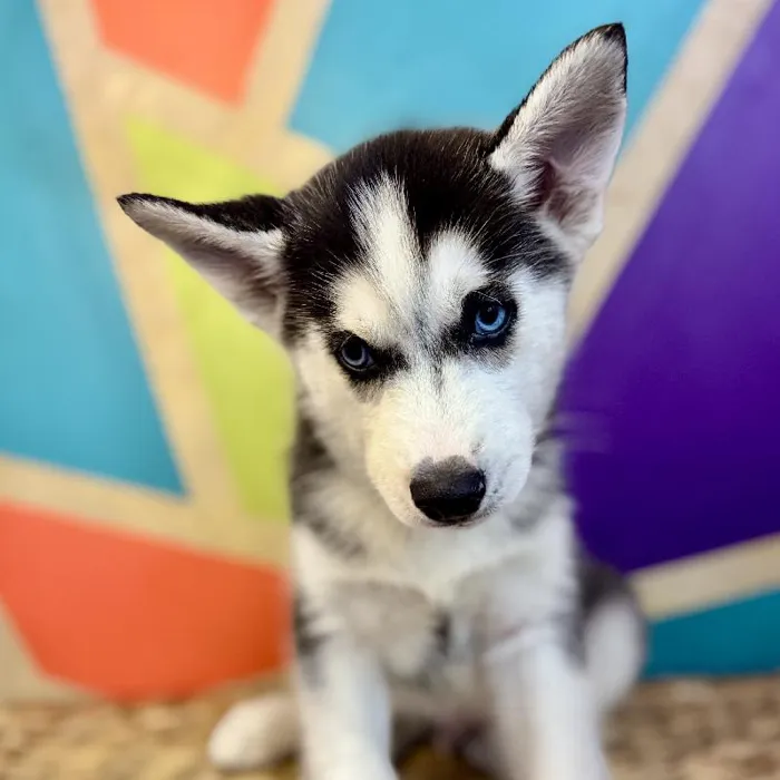 Male Siberian Husky Puppy for Sale in Rogers, AR