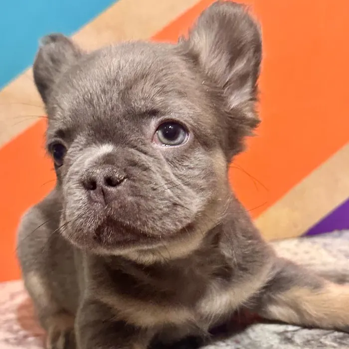Male French Bulldog Puppy for Sale in Rogers, AR