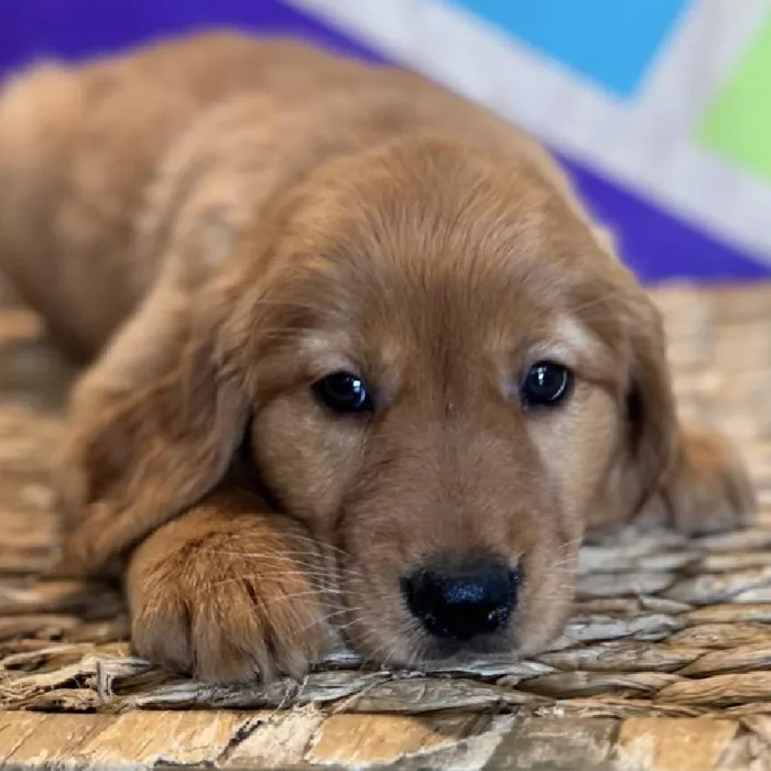 Female Golden Retriever Puppy for Sale in Rogers, AR