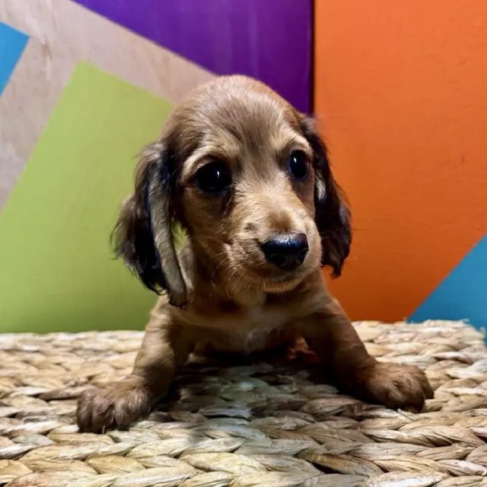 Male Dachshund Puppy for Sale in Rogers, AR