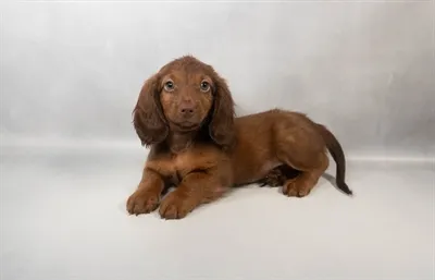 Male Dachshund puppy for sale at Petland Rogers.