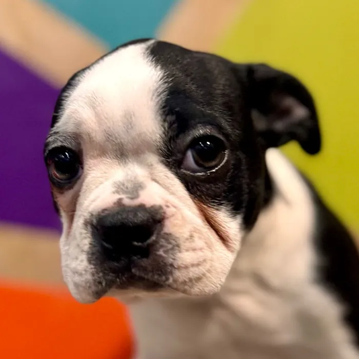 Female Boston Terrier puppy named Barbie for sale at Petland Rogers.