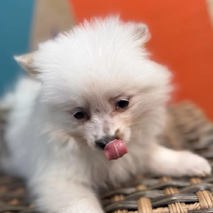 Male Pomeranian puppy named Fred for sale at Petland Rogers.