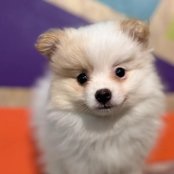 Female Pomeranian Puppy for Sale in Rogers, AR