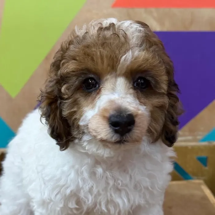 Female Mini Poodle puppy named Dahlia for sale at Petland Fayetteville.