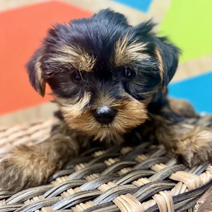 Male Yorkie Puppy for Sale in Rogers, AR