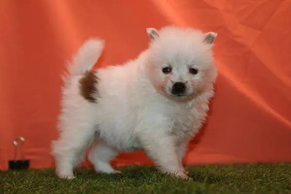 Male Pomeranian puppy for sale at Petland Rogers.