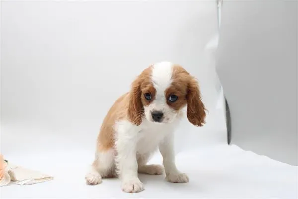 Male Cavalier King Charles Spaniel puppy for sale at Petland Rogers.