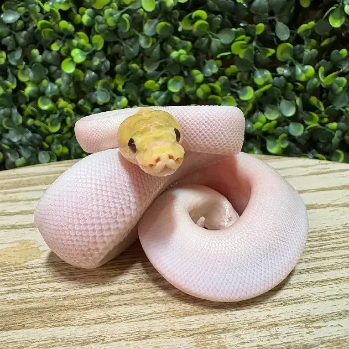 Male Ball Python reptile for sale at Petland Joplin.