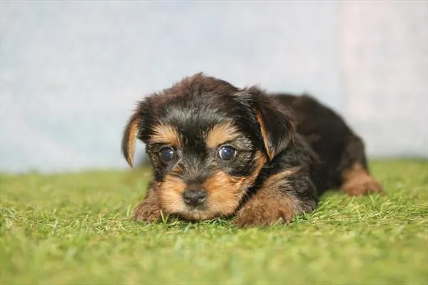 Female Yorkie puppy for sale at Petland Fayetteville.