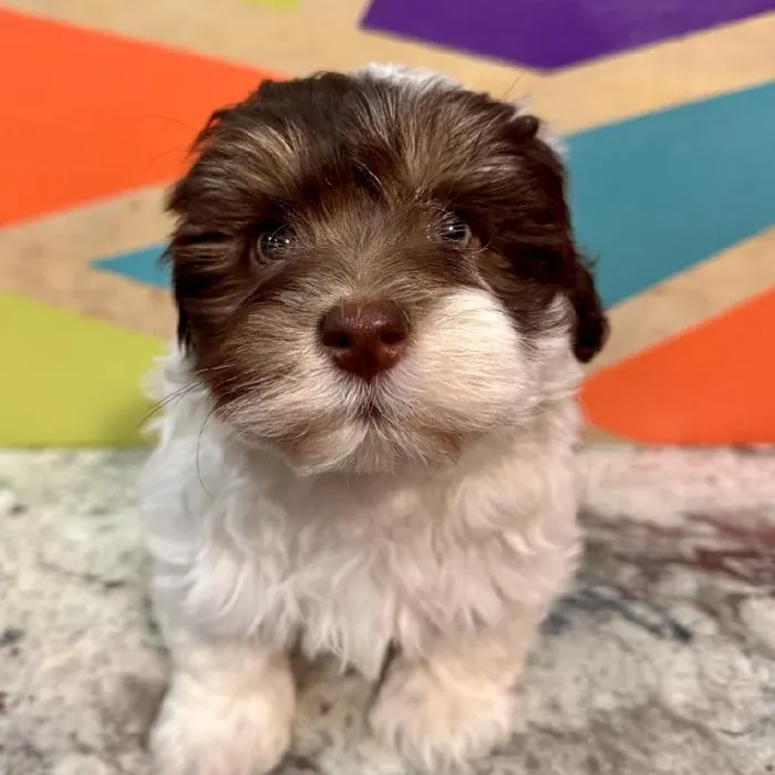 Male Havanese Puppy for Sale in Fayetteville, AR