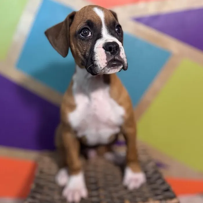 Male Boxer Puppy for Sale in Rogers, AR