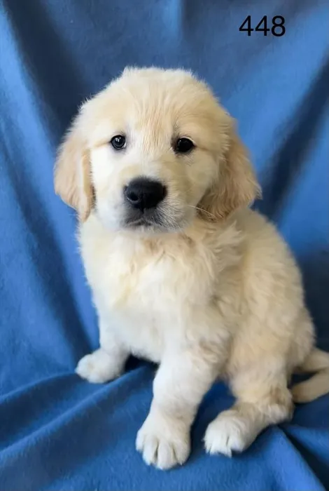 Male Golden Retriever puppy for sale at Petland Rogers.